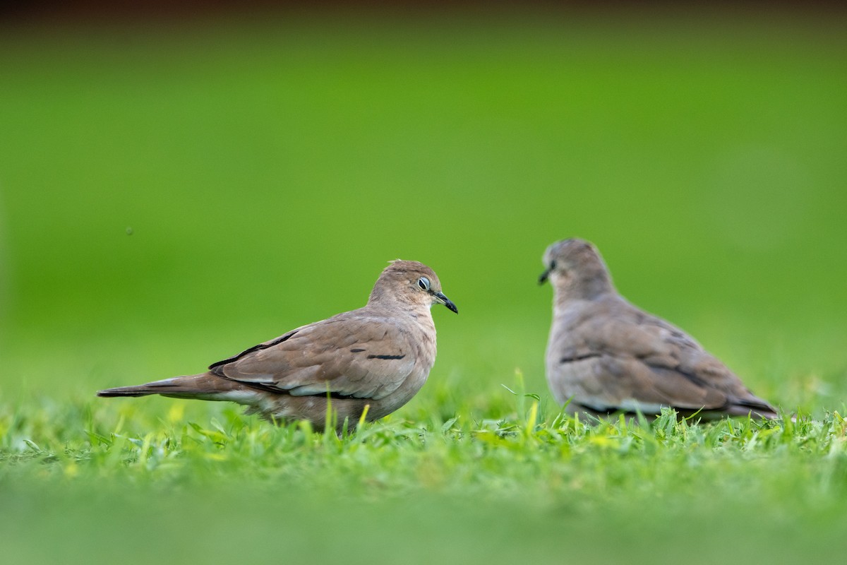 Picui Ground Dove - ML622819535