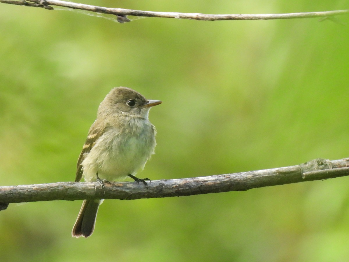 Willow Flycatcher - ML622819549