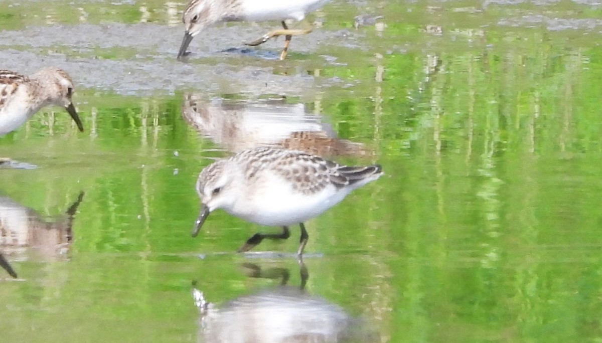 Semipalmated Sandpiper - Don Manson