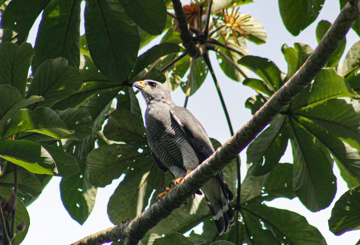 Gray Hawk - ML622819553