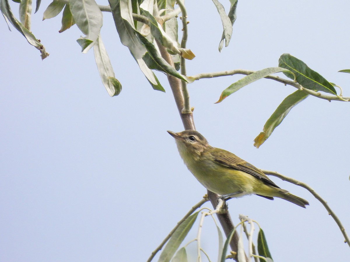 Warbling Vireo - ML622819557