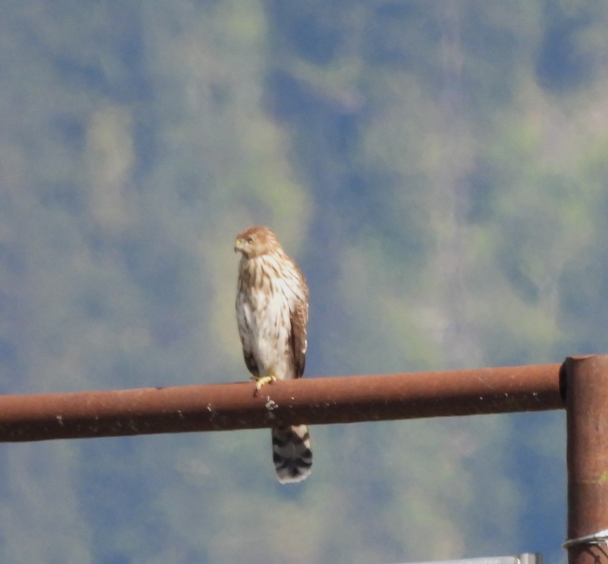 Cooper's Hawk - ML622819585