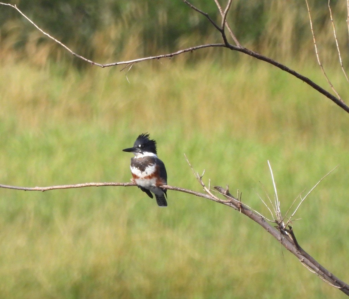 Belted Kingfisher - ML622819597