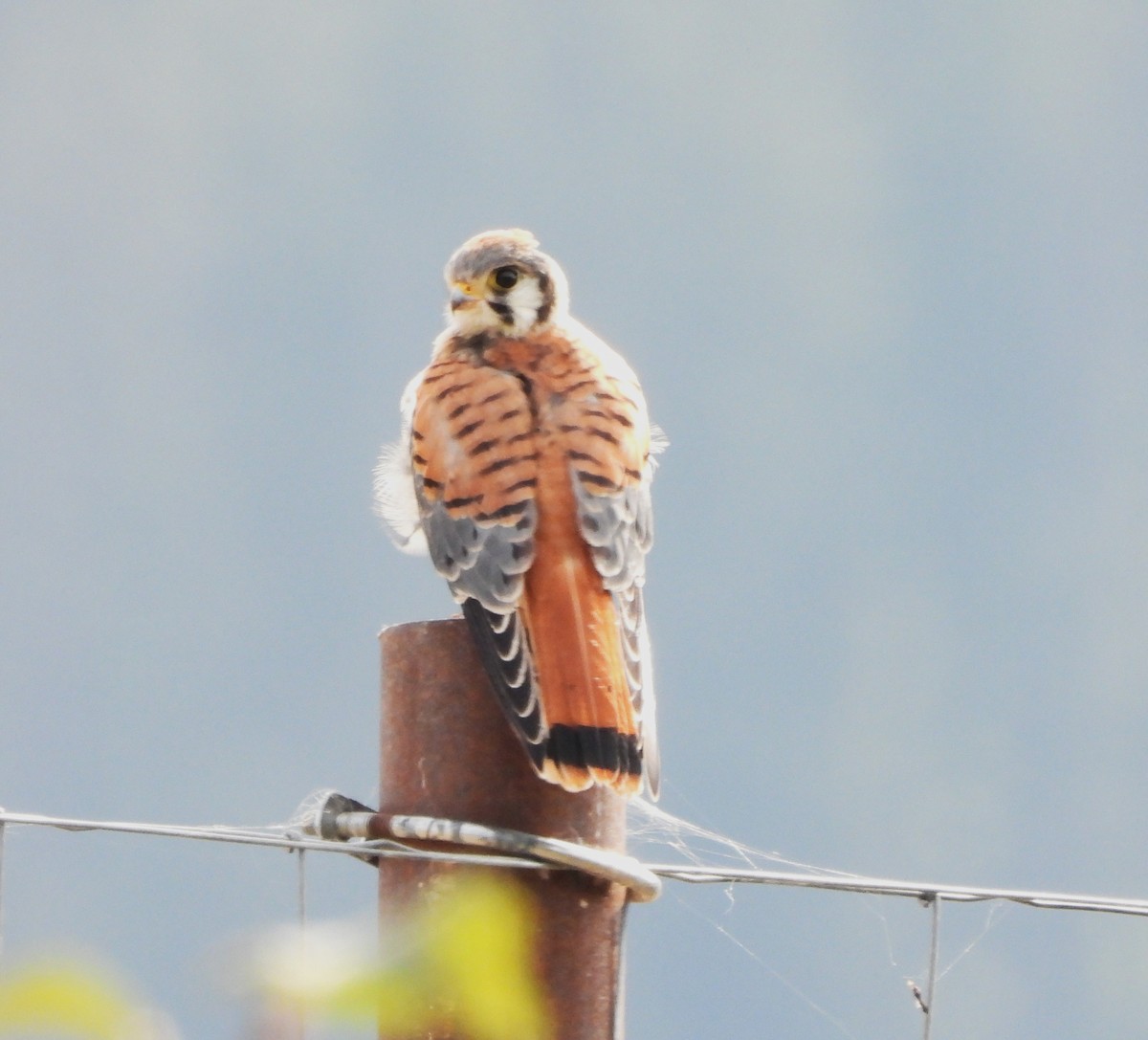 American Kestrel - ML622819615