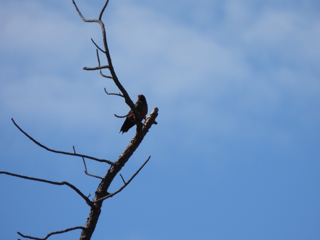 Lewis's Woodpecker - ML622819627