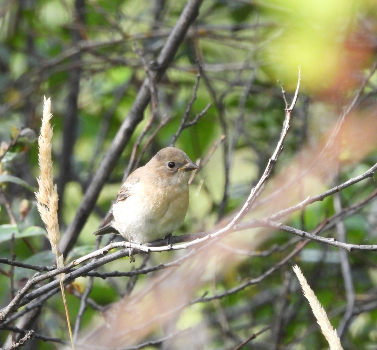 Lazuli Bunting - ML622819639