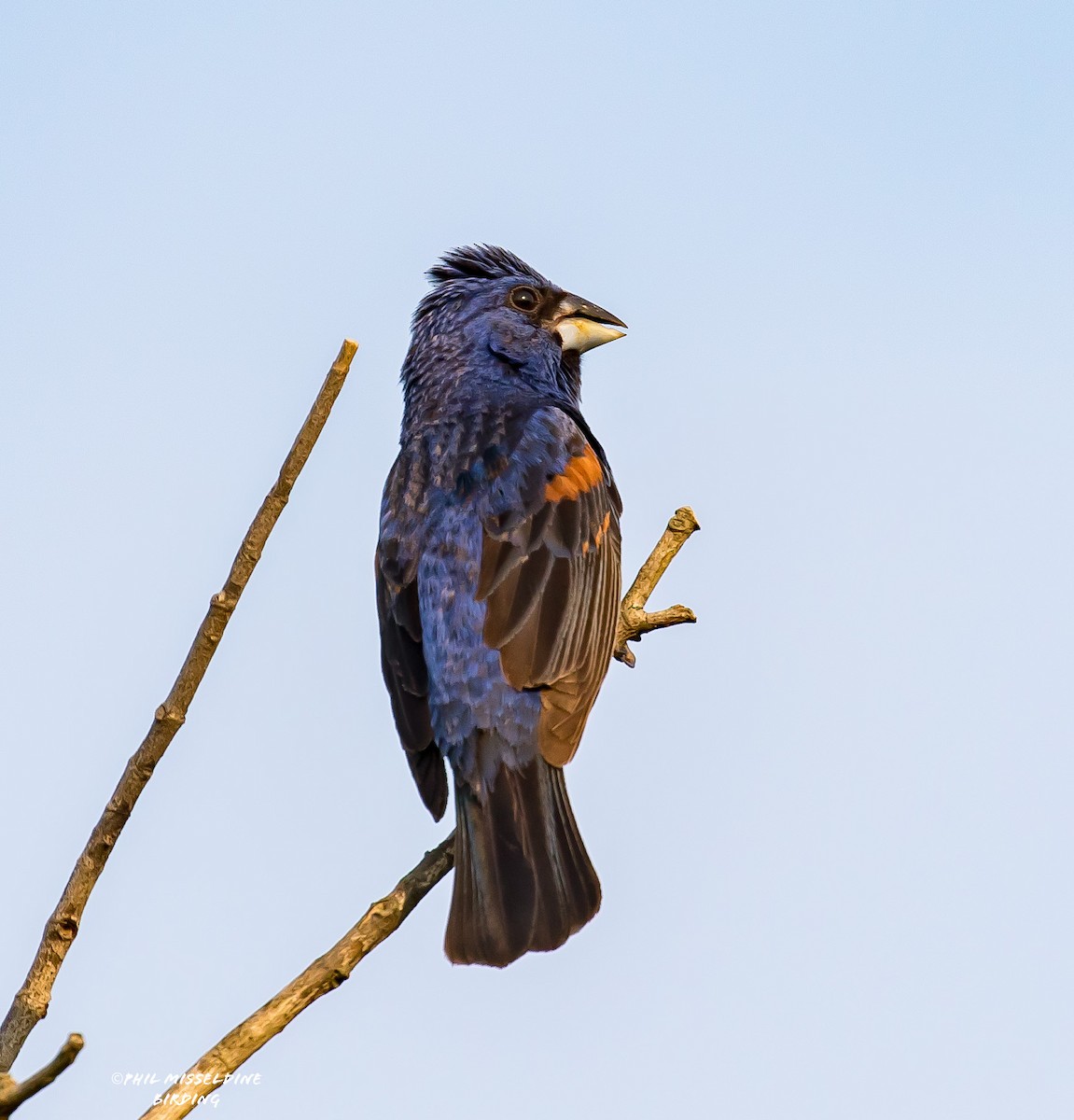 Blue Grosbeak - ML622819640