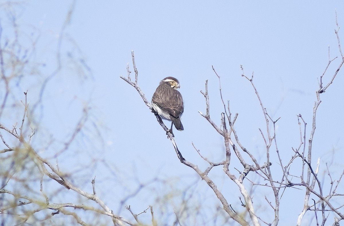 Fauconnet à ailes tachetées - ML622819656