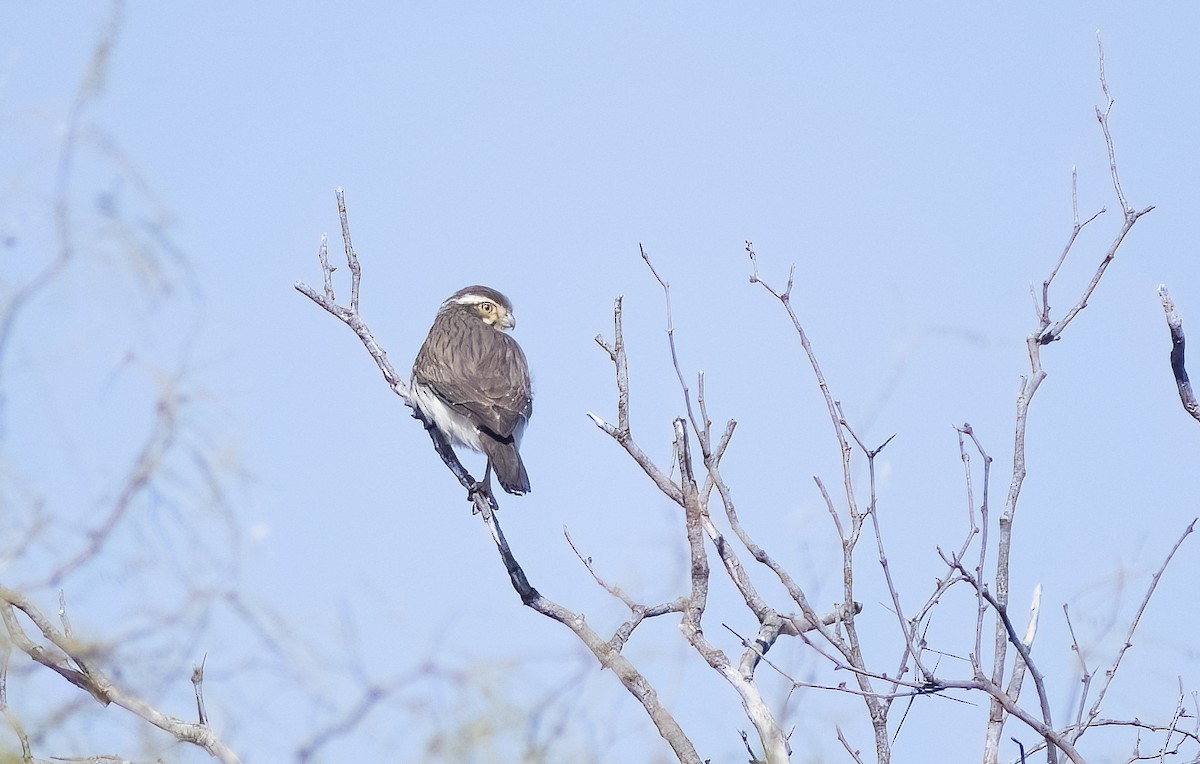 Spot-winged Falconet - ML622819657