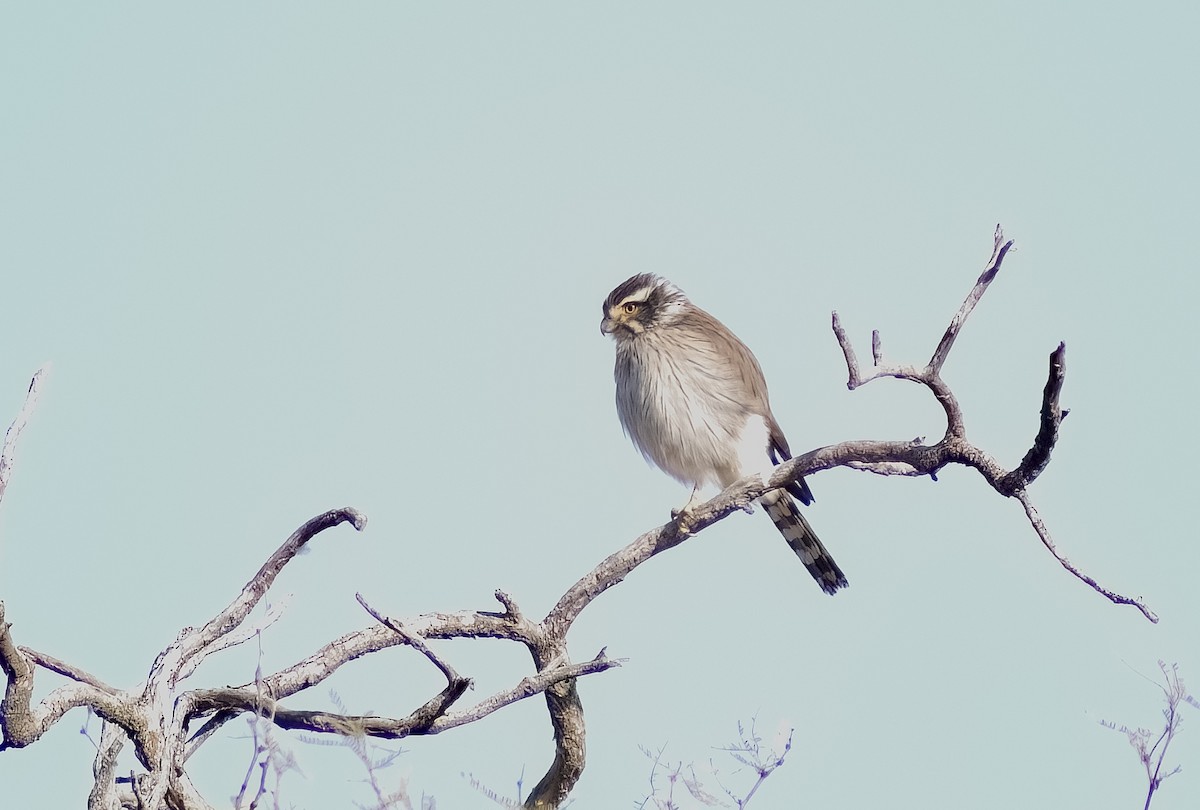 Spot-winged Falconet - ML622819658