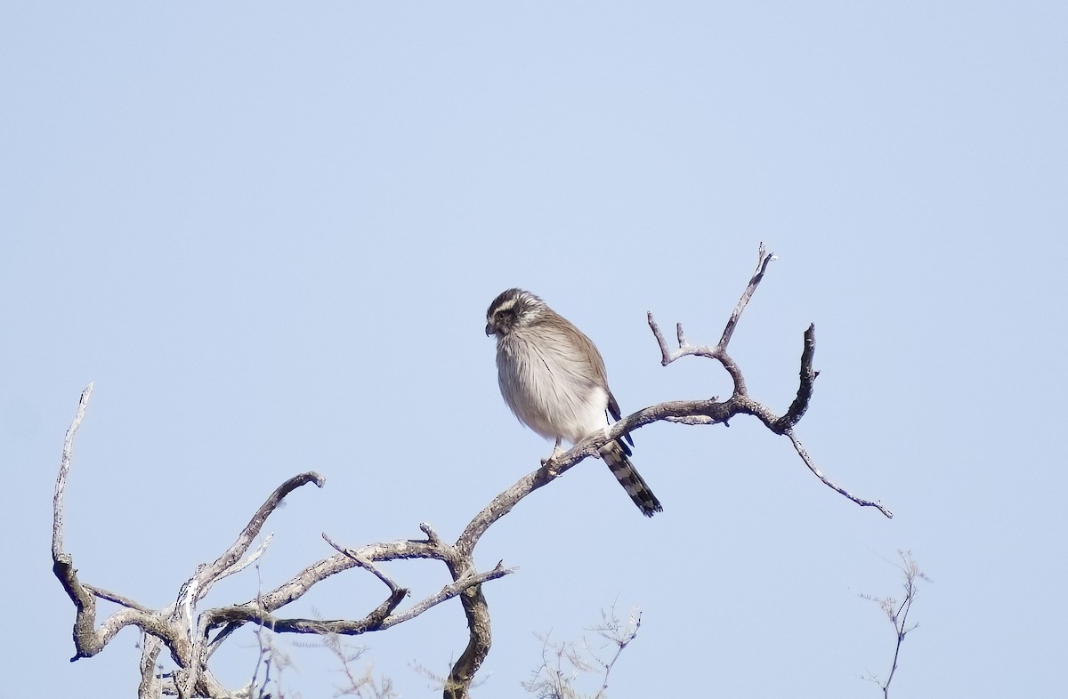 Spot-winged Falconet - ML622819659