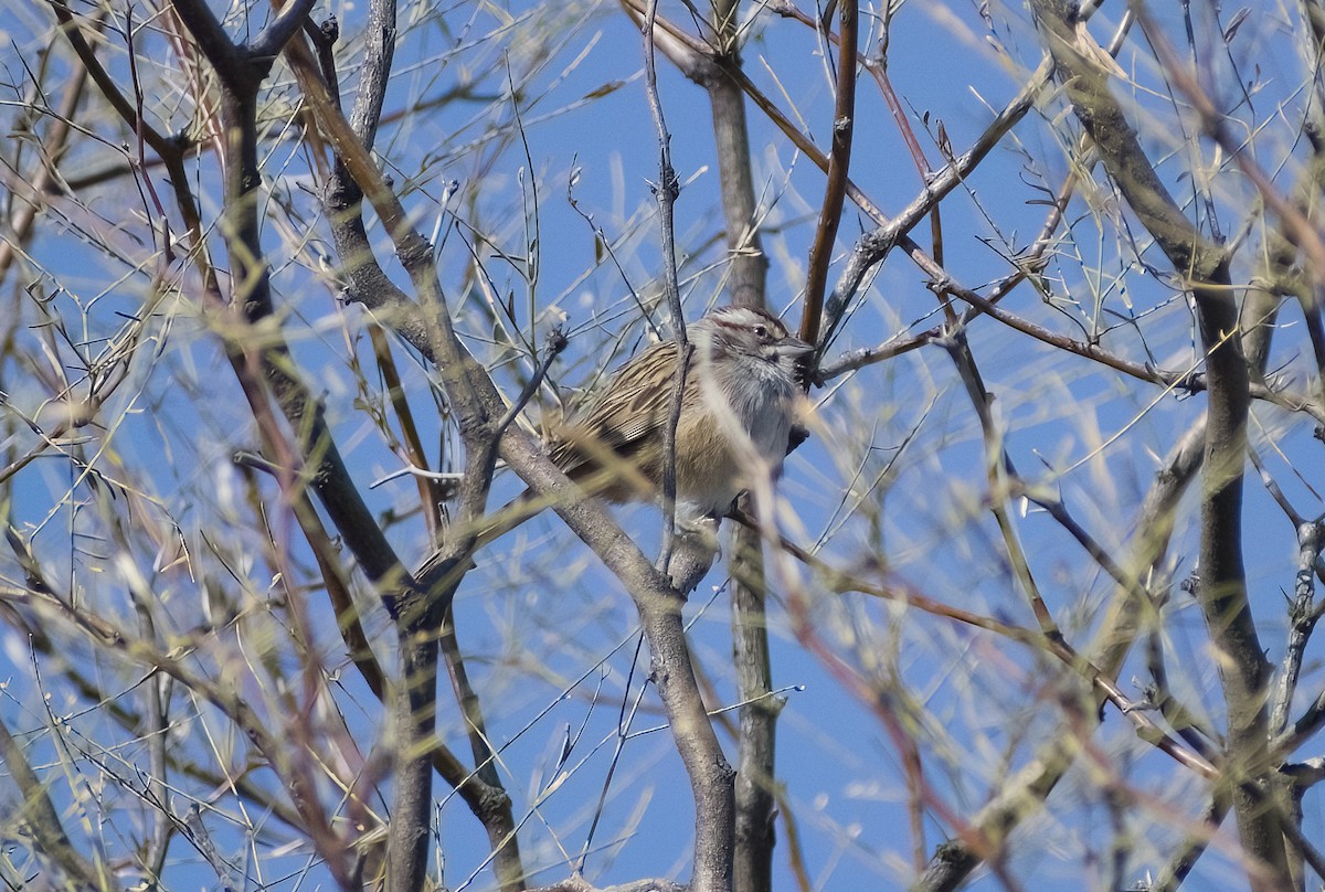 Chaco Sparrow - ML622819671