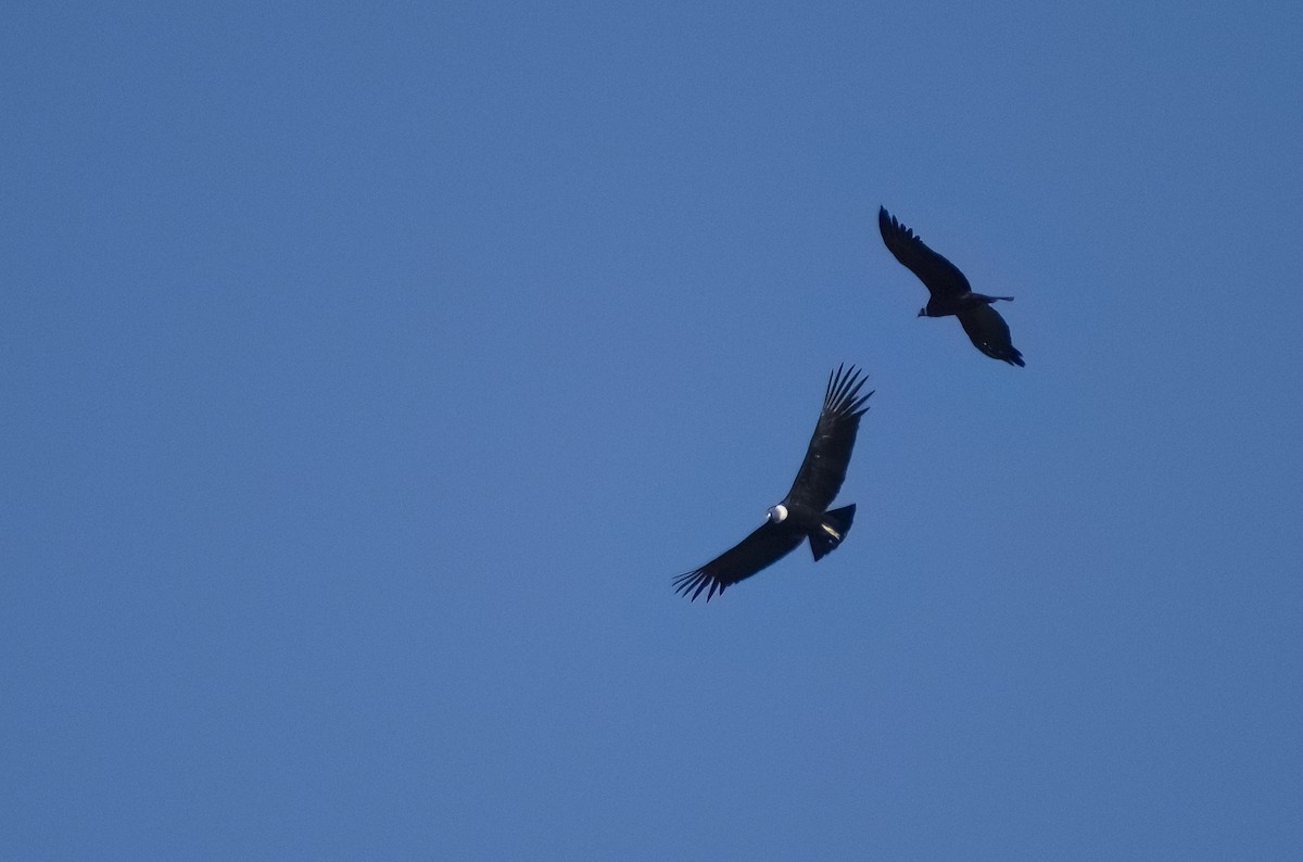 Andean Condor - ML622819677