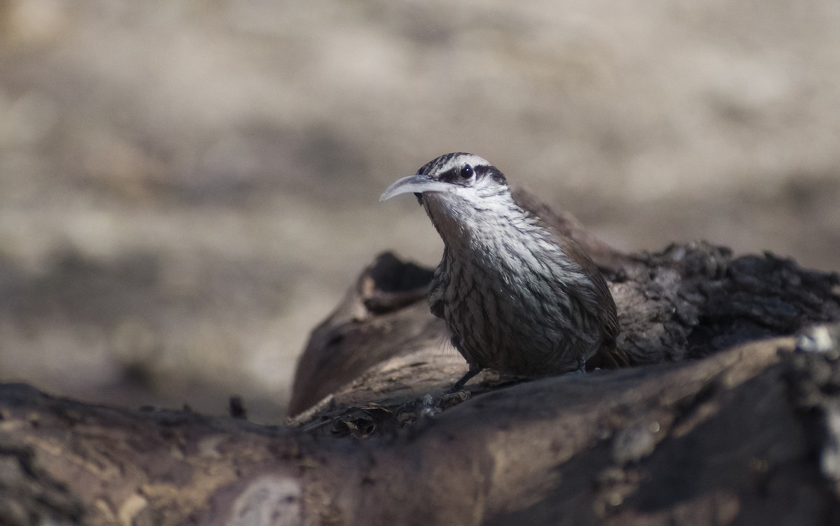 Narrow-billed Woodcreeper - ML622819684