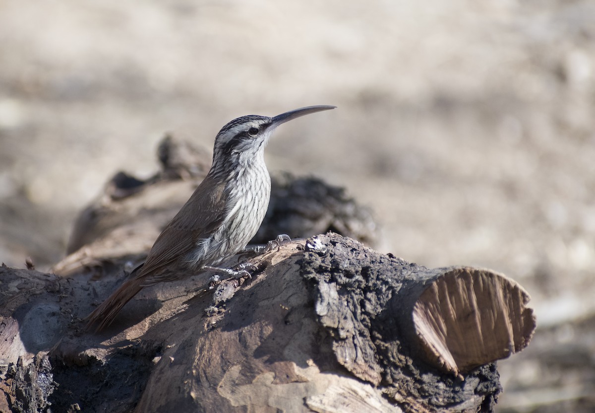 Narrow-billed Woodcreeper - ML622819690