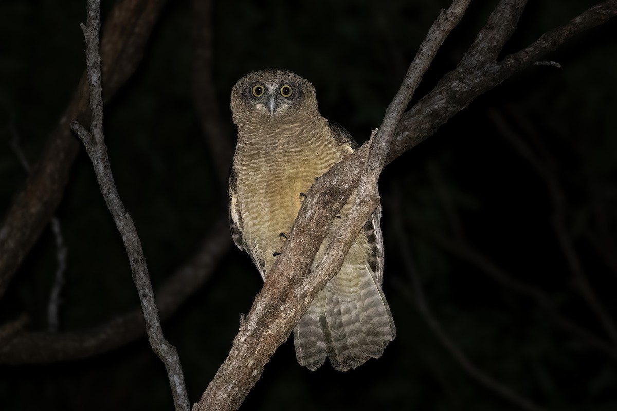 Rufous Owl - ML622819692