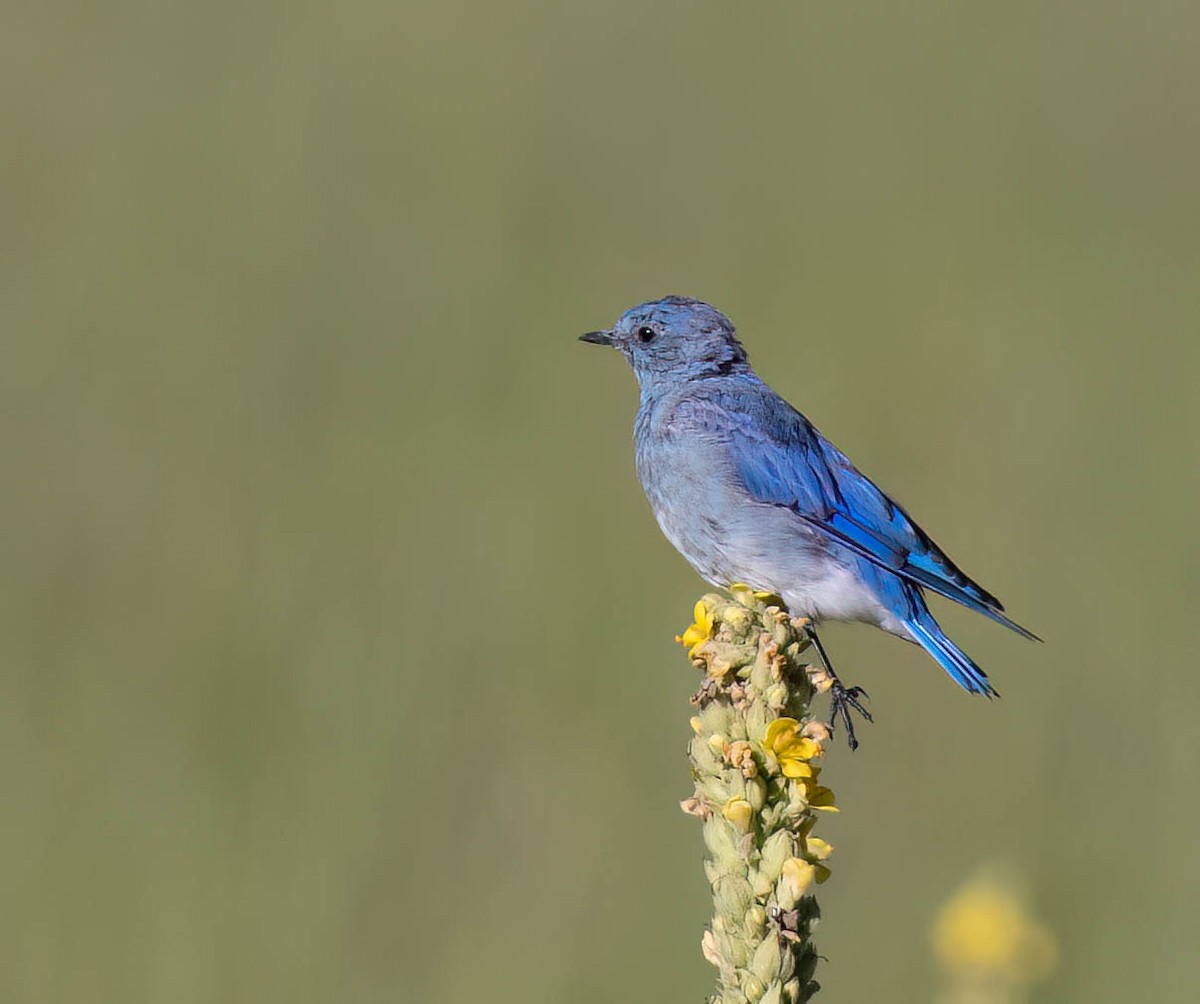 Mountain Bluebird - ML622819694