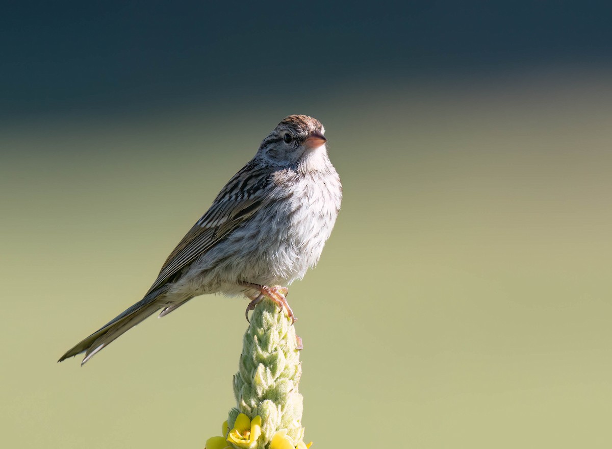 Chipping Sparrow - ML622819701