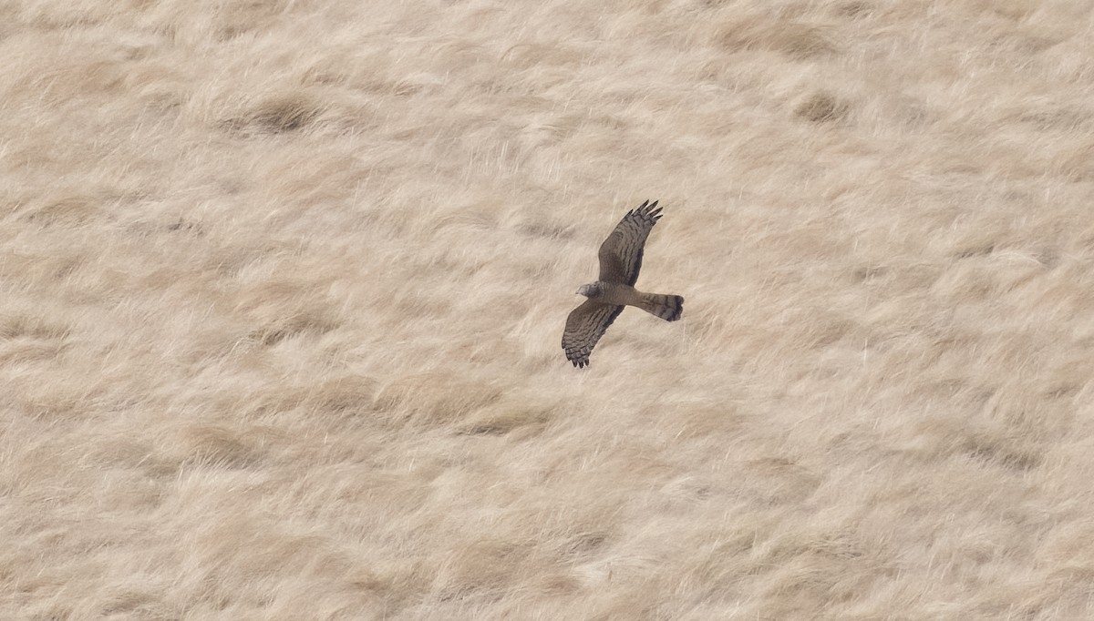 Cinereous Harrier - ML622819735