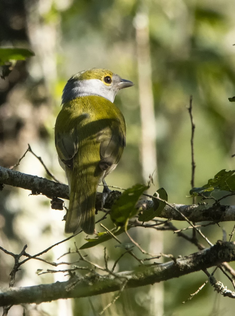 Green-backed Becard - Graciela  Neira