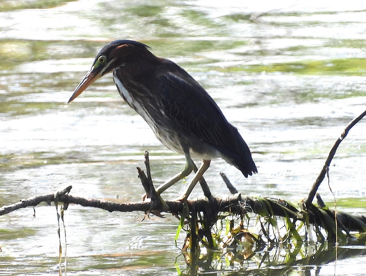 Green Heron - Kathy Springer