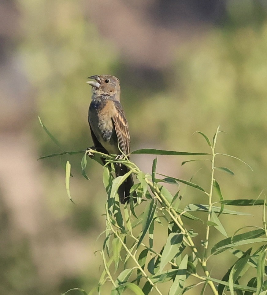 Blue Grosbeak - ML622819797