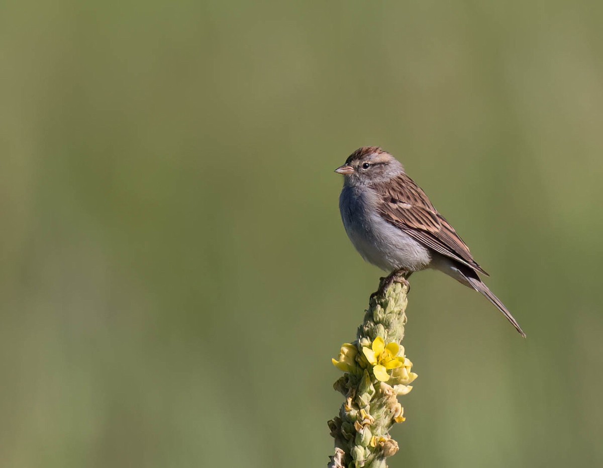 Chipping Sparrow - ML622819798