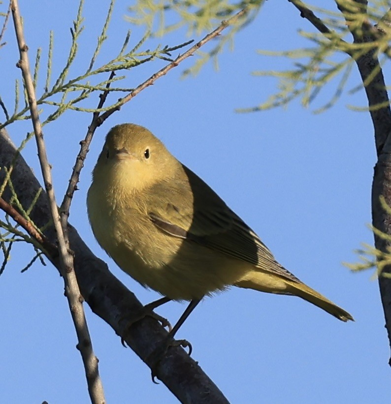 Yellow Warbler - ML622819804