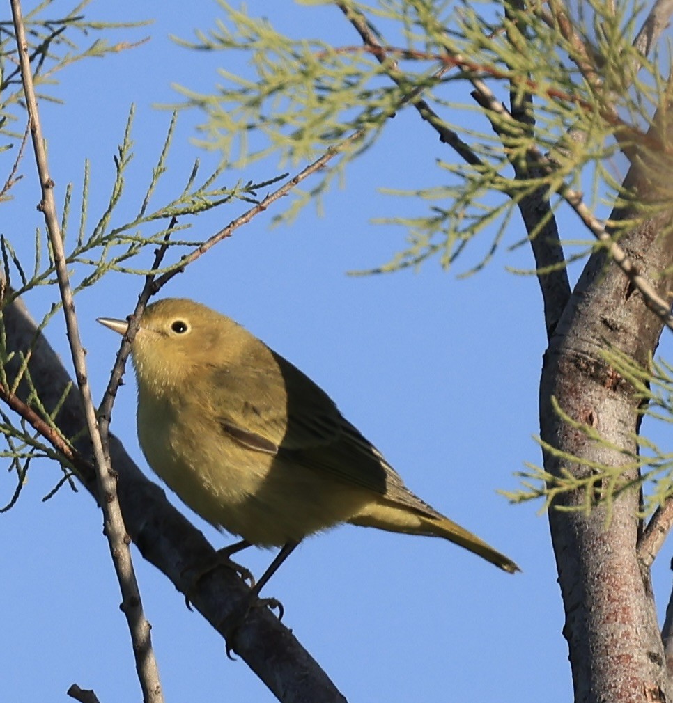 Yellow Warbler - ML622819805