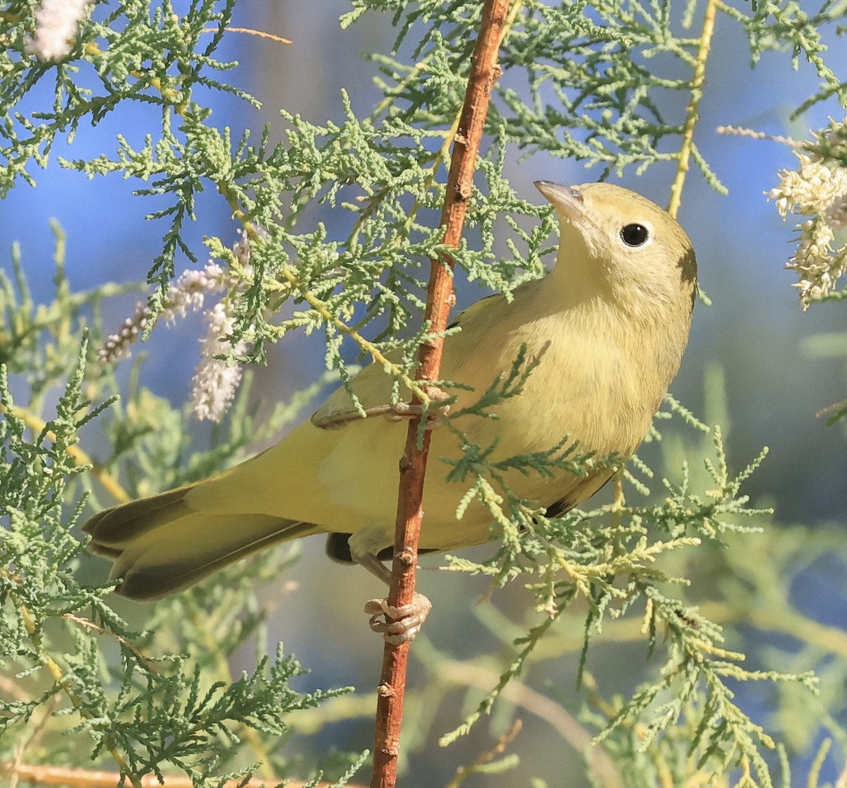 Yellow Warbler - ML622819806