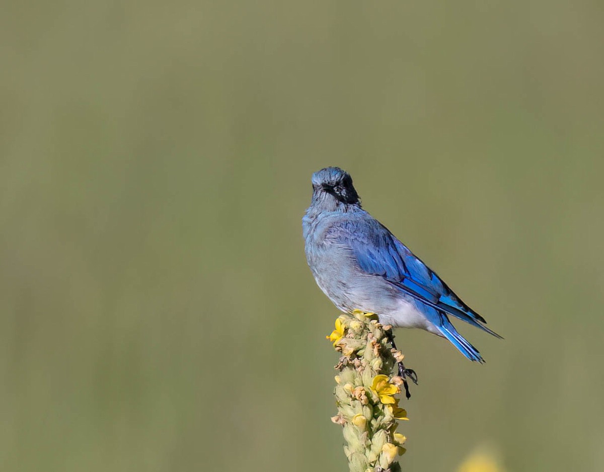 Mountain Bluebird - ML622819807