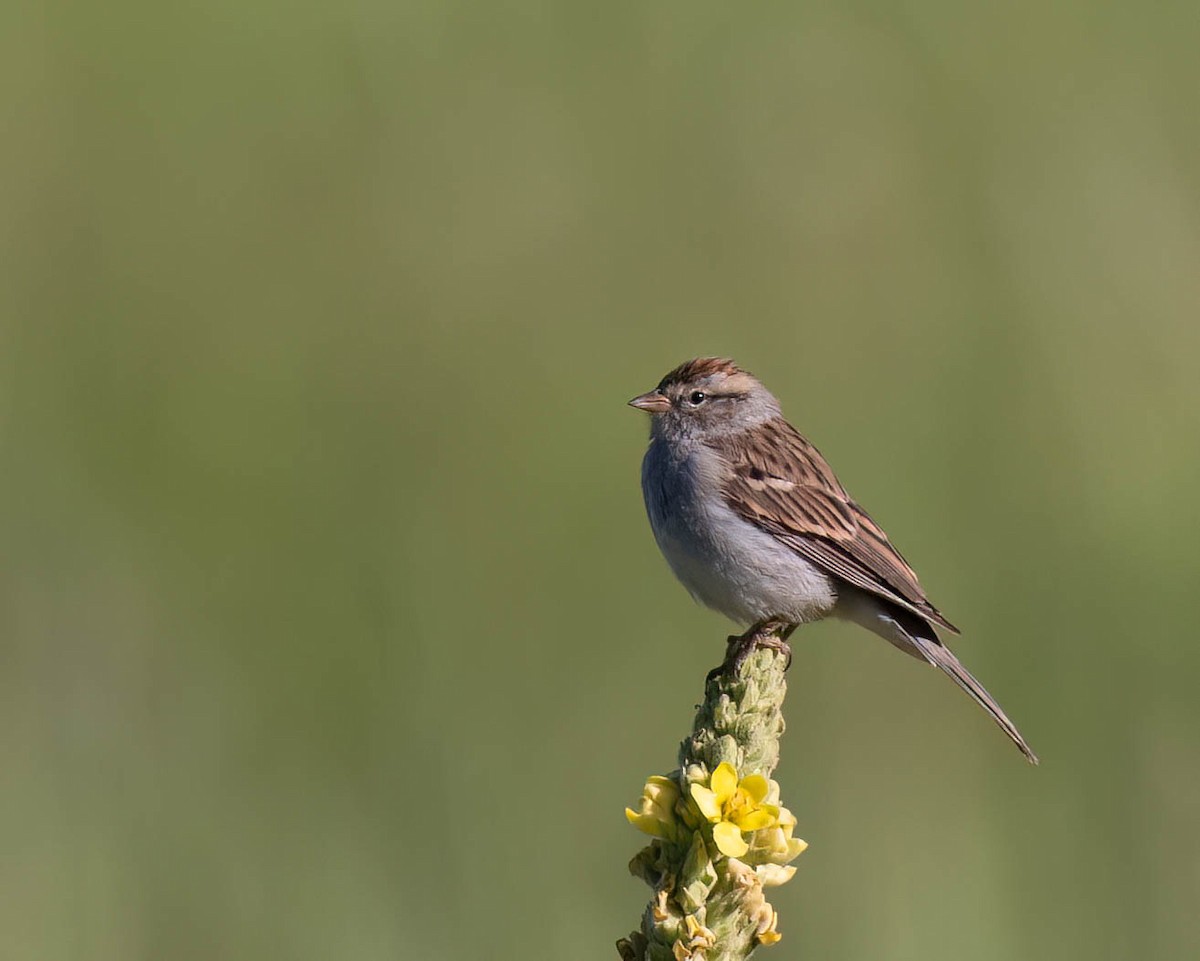 Chipping Sparrow - ML622819810