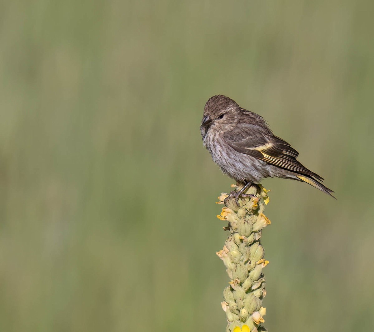 Pine Siskin - ML622819820