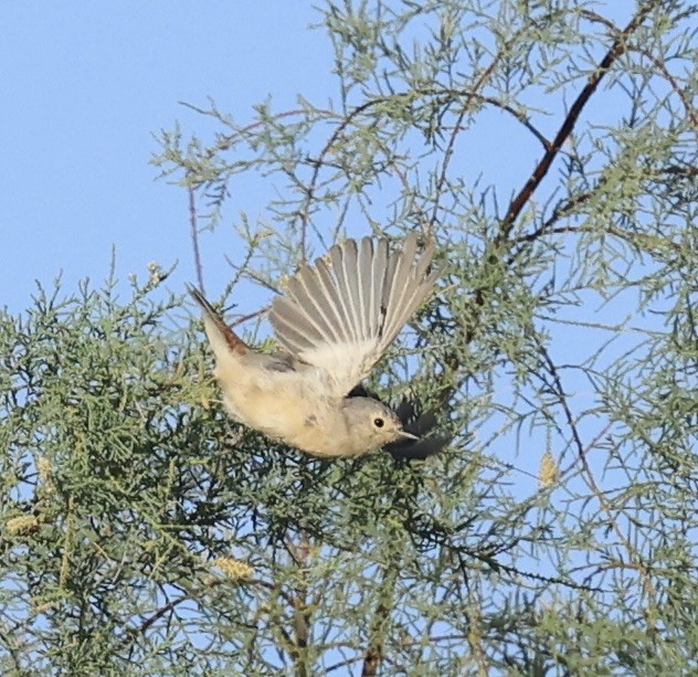 Lucy's Warbler - ML622819821