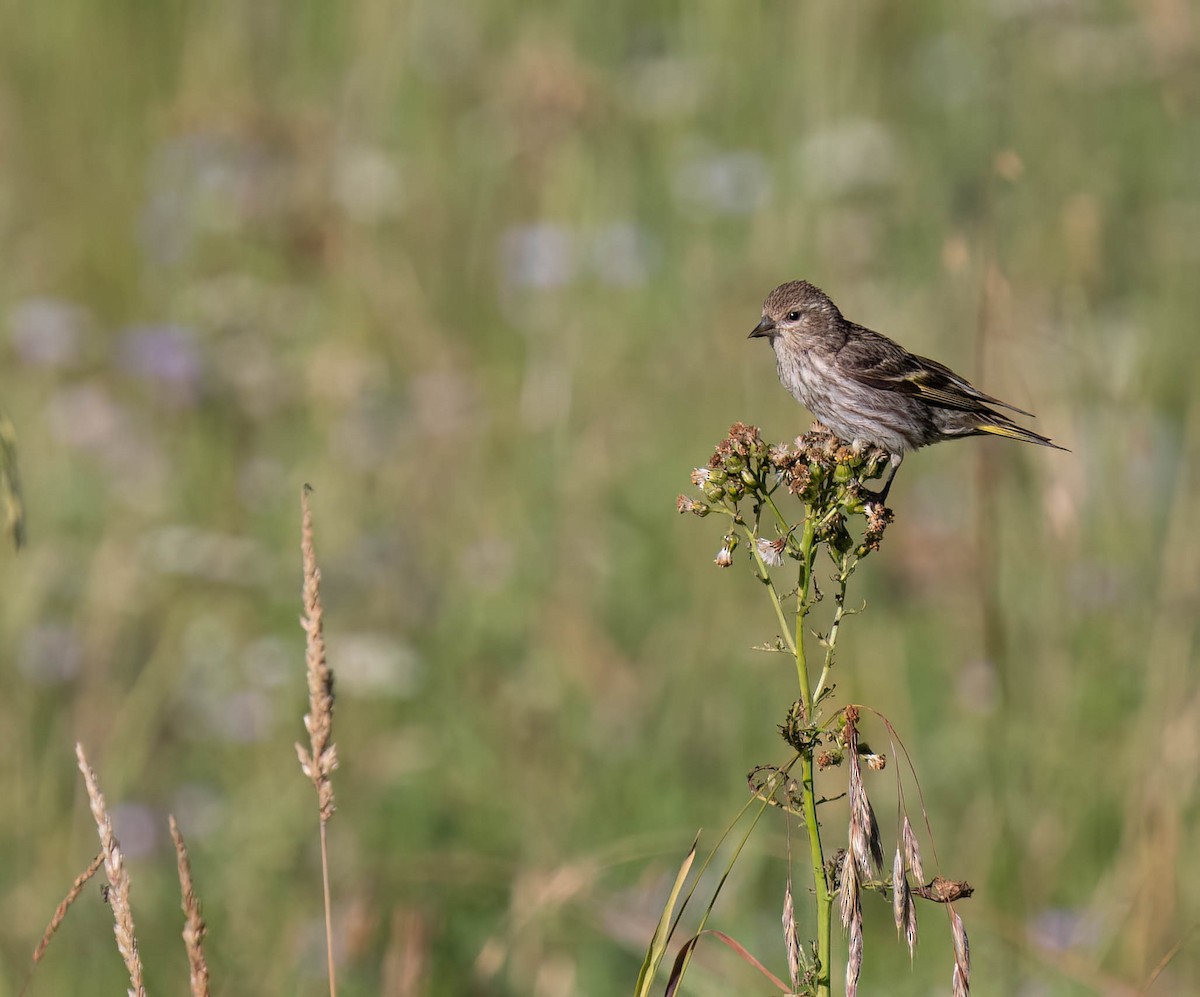 Pine Siskin - ML622819822