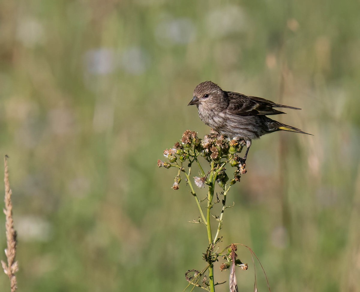 Pine Siskin - ML622819823