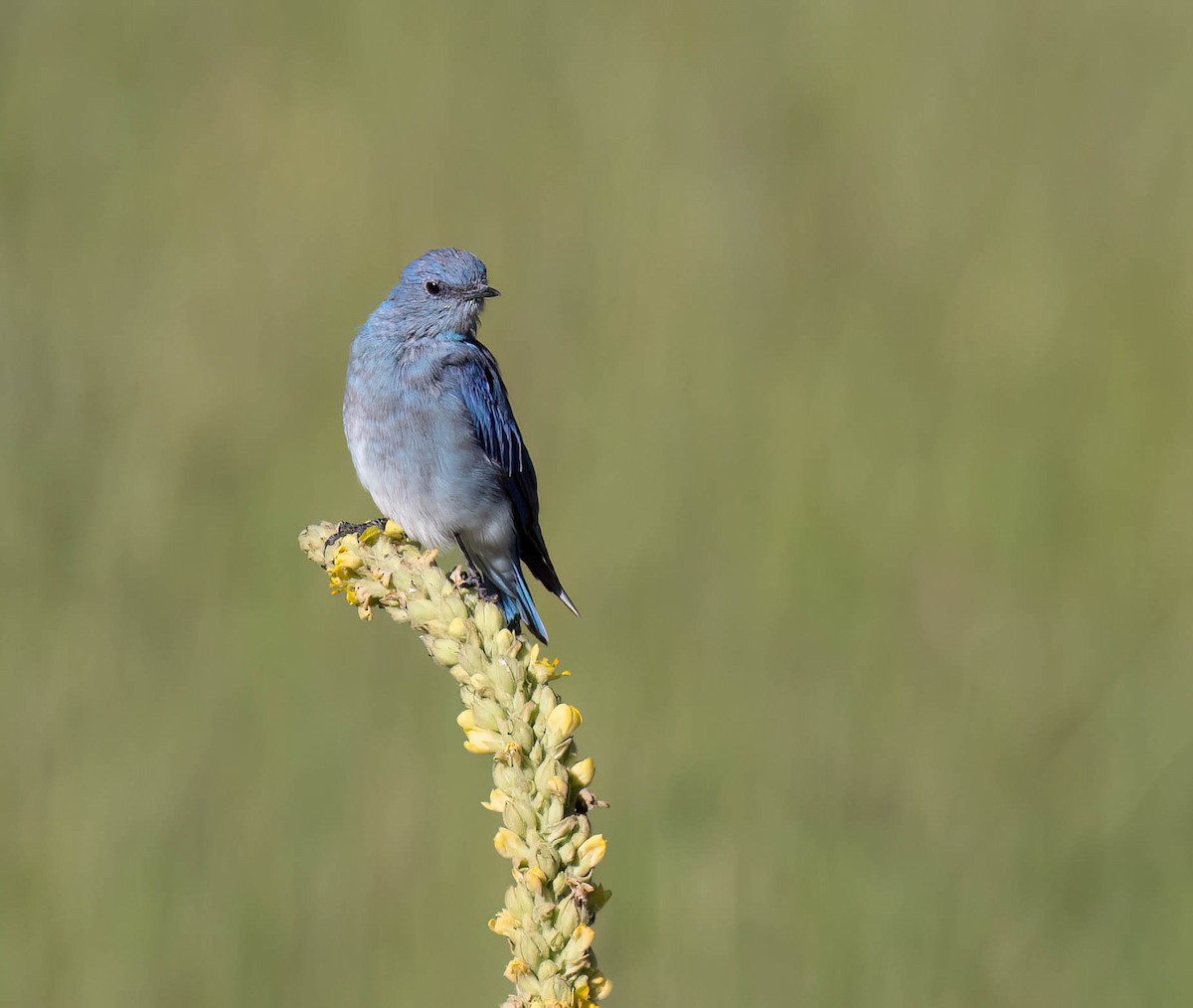 Mountain Bluebird - ML622819825