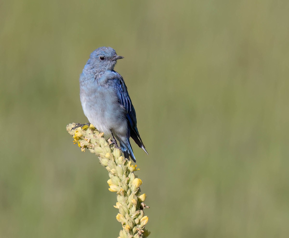 Mountain Bluebird - ML622819826