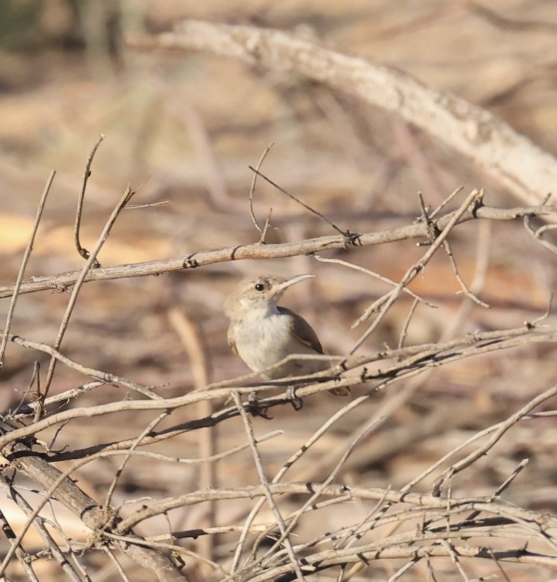 Rock Wren - Toni McQuivey Taylor