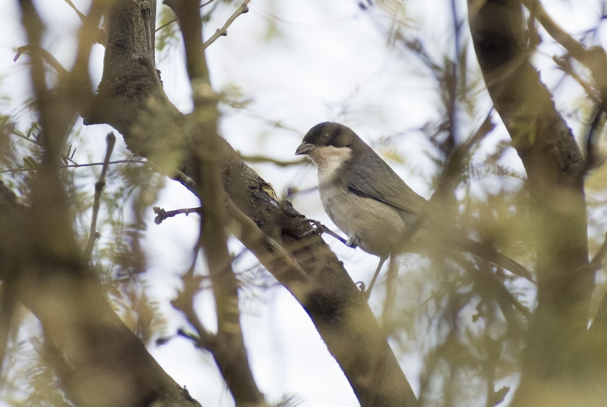 Black-capped Warbling Finch - Giselle Mangini