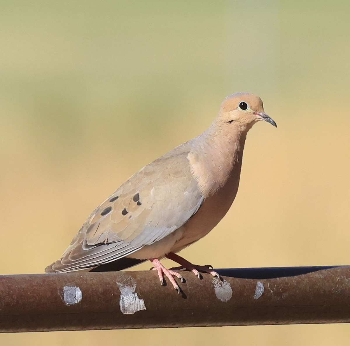 Mourning Dove - ML622819841