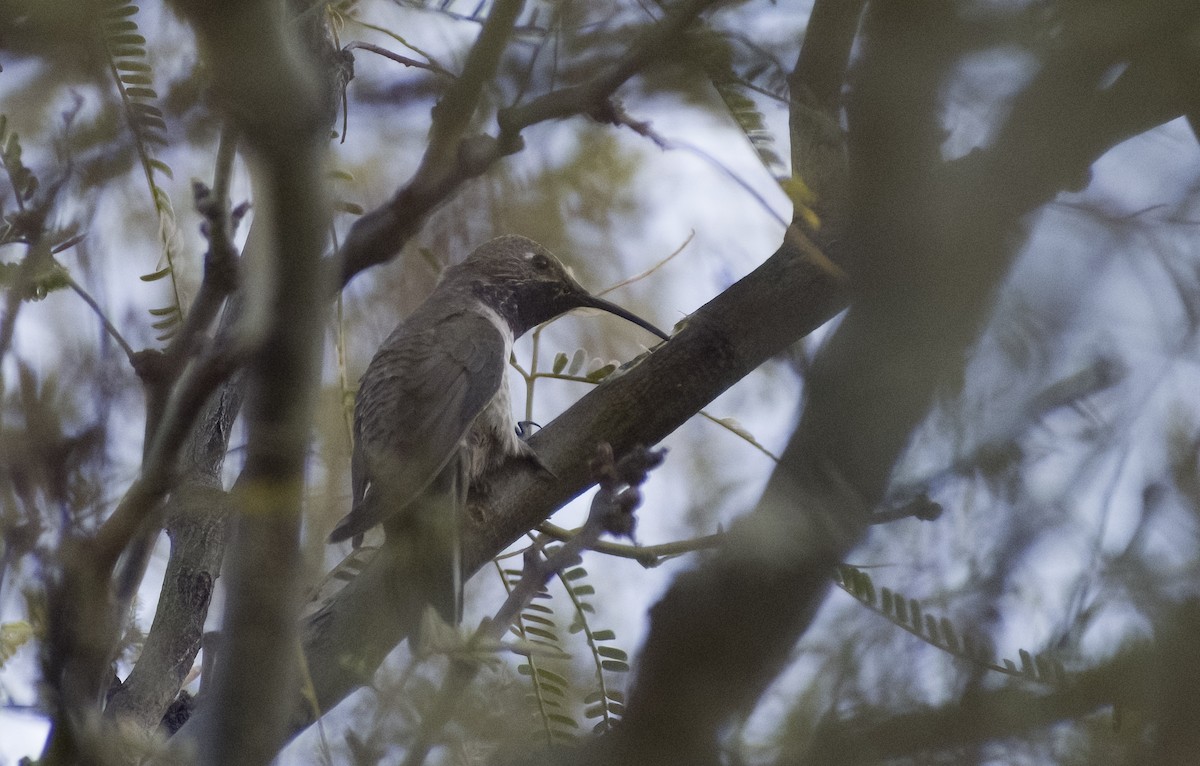 White-sided Hillstar - Giselle Mangini