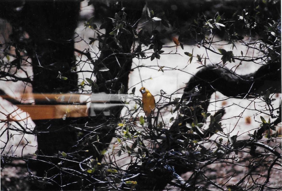 Yellow Grosbeak - ML622819888