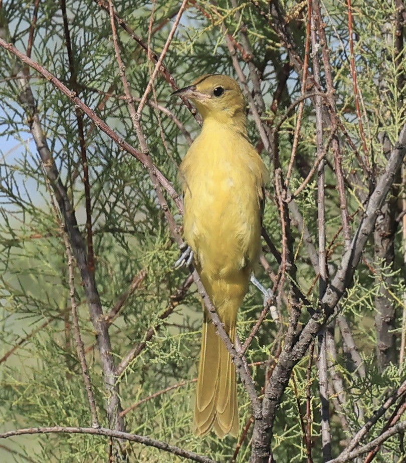 Hooded Oriole - ML622819936