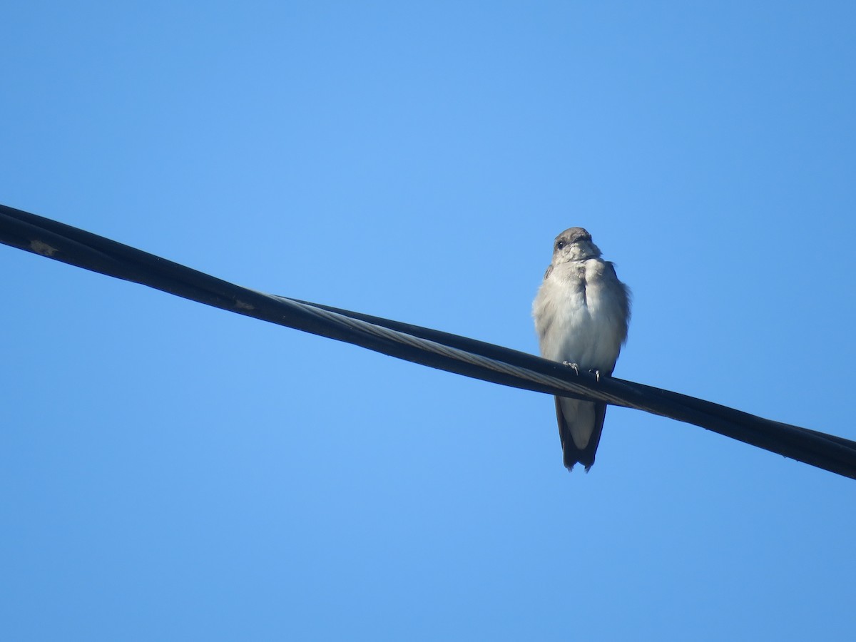 Eastern Phoebe - ML622819940