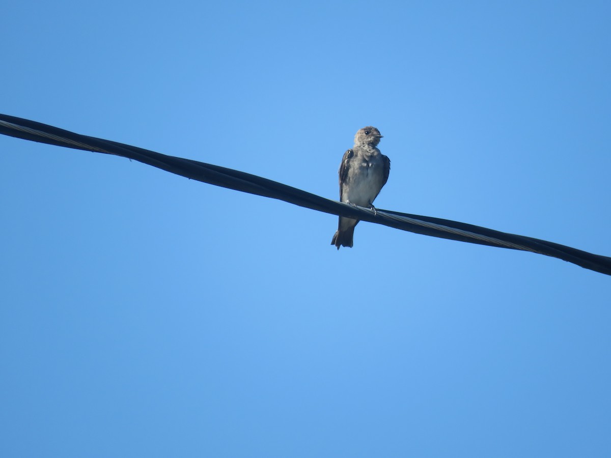 Eastern Phoebe - Serena Brown