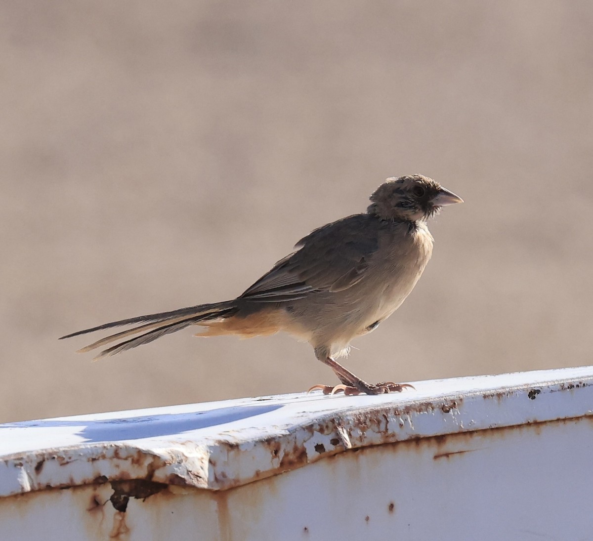 Abert's Towhee - ML622819961