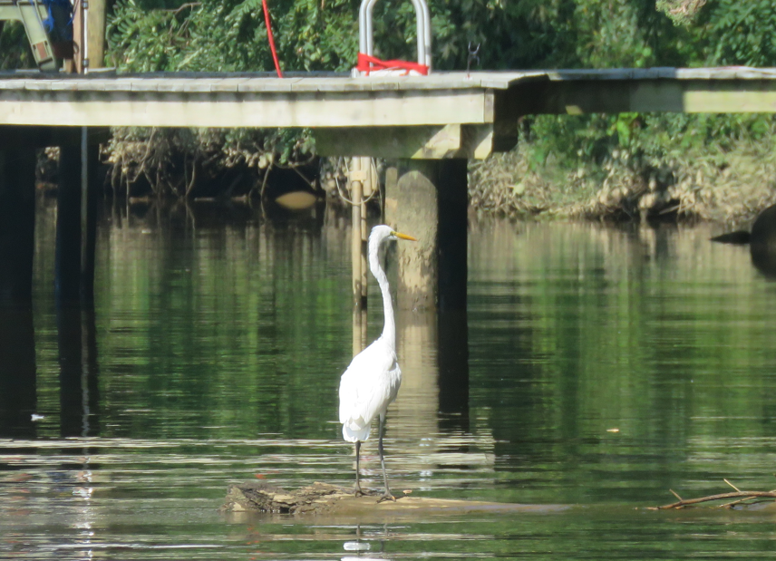 Great Egret - ML622819963