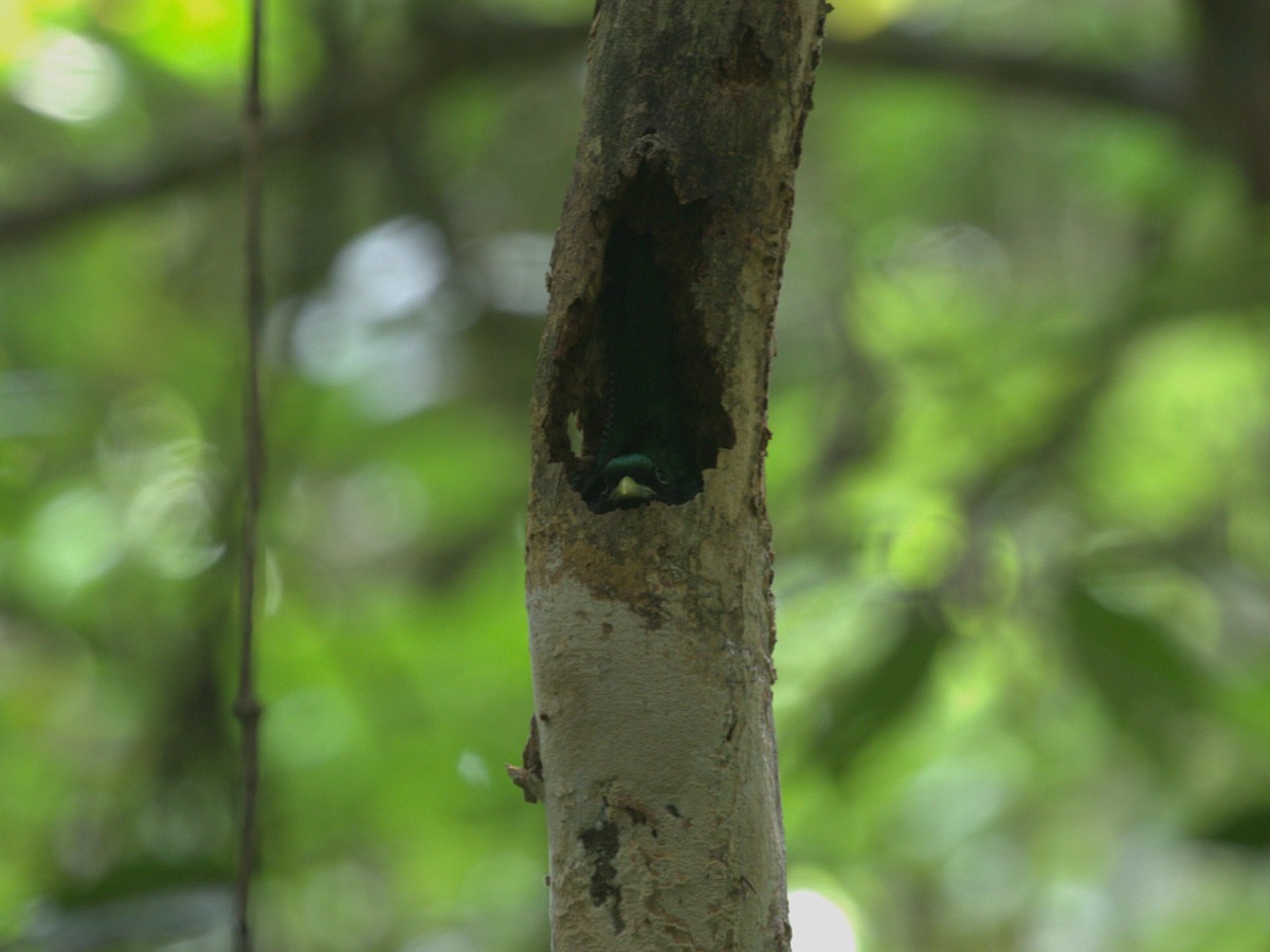 trogon podvazkový - ML622820020