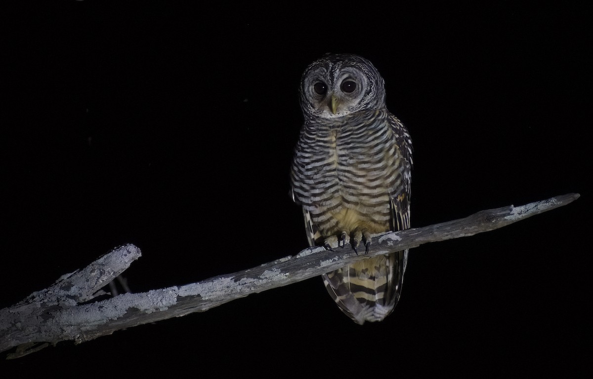 Chaco Owl - ML622820108